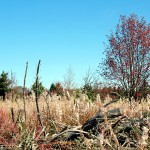 Liebliche Herbstlandschaft auf dem Hohen Polster in der Rhön. | Foto: Karin Klemmer
