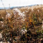 Die Borstgraswiesen auf der Rhön haben auch im Herbst durchaus ihren Reiz. | Foto: Karin Klemmer