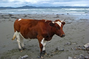 Ganz einsam ist man an den weiten Pazifik-Str&auml;nden der Insel doch nicht immer. | Foto: Franziska K&ouml;rner
