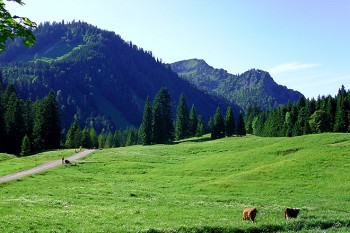 Sanfter Anstieg über die Almwiesen der Schwarzentennalm, bevor es die letzten 300 Meter knackig zur Buchsteinhütte hinaufgeht. | Foto: Anke Hoffmann 