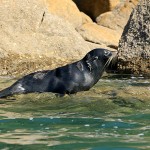 Seel&ouml;wen, Pinguine, Kormorane - die Tierwelt rund ums Wasser im Abel Tasman Nationalpark ist faszinierend. | Foto: K. Schuchardt
