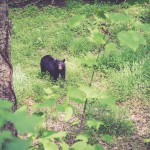 Schwarzbär-Begegnung in den Great Smoky Mountains. | Foto: Feel4Nature
