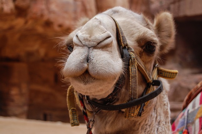 Wer nicht selber laufen mag, lässt sich von einem der zahlreichen Kamele durch die Ruinen von Petra tragen. Alternativ stehen auch Esel und Kutschen bereit. | Foto: Andy Lorenz
