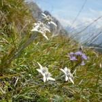Mit ein wenig Glück finden wir sogar Edelweiß! Das Pflänzchen ist geschützt, also bitte nicht pflücken. | Foto: Julia Gebauer
