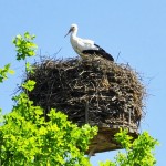 In den Rheinauen lassen sich sogar Weissstörche erblicken. | Foto: Sabine Dettling