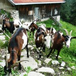 Freundliche Begrüßung auf dem Hölzelstal-Mitterleger. | Foto: Arnold Zimprich