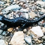Alpensalamander - zu früher Stunde an der Rappenspitze keine Seltenheit. | Foto: Arnold Zimprich