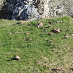 Der Kamm vom Galgenstangenjoch bis zur Gumpenkarspitze ist Gemsen-Gelände. | Foto: Arnold ZImprich