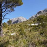 ... sowie Aleppokiefern und Macchie. | Fotos: Sebastian Krejci