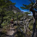 Torres del Paine W-Trek: Knorrige Bäume auf dem Weg zum Rifugio Paine Grande zeugen von starken Winden. | Foto: Franz Güntner