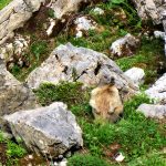 Ein gern gesehener Gast auf der Tour: das Murmeltier. | Foto: Jan Kozlowski