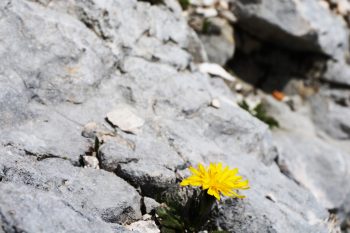Auch in der Kalk&ouml;dnis r&uuml;hrt sich Leben. | Foto: Arnold Zimprich