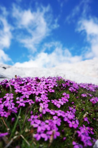 Wer die Tour Anfang Juli unternimmt, erlebt die Bergblumenbl&uuml;te in voller Pracht. | Foto: Arnold Zimprich