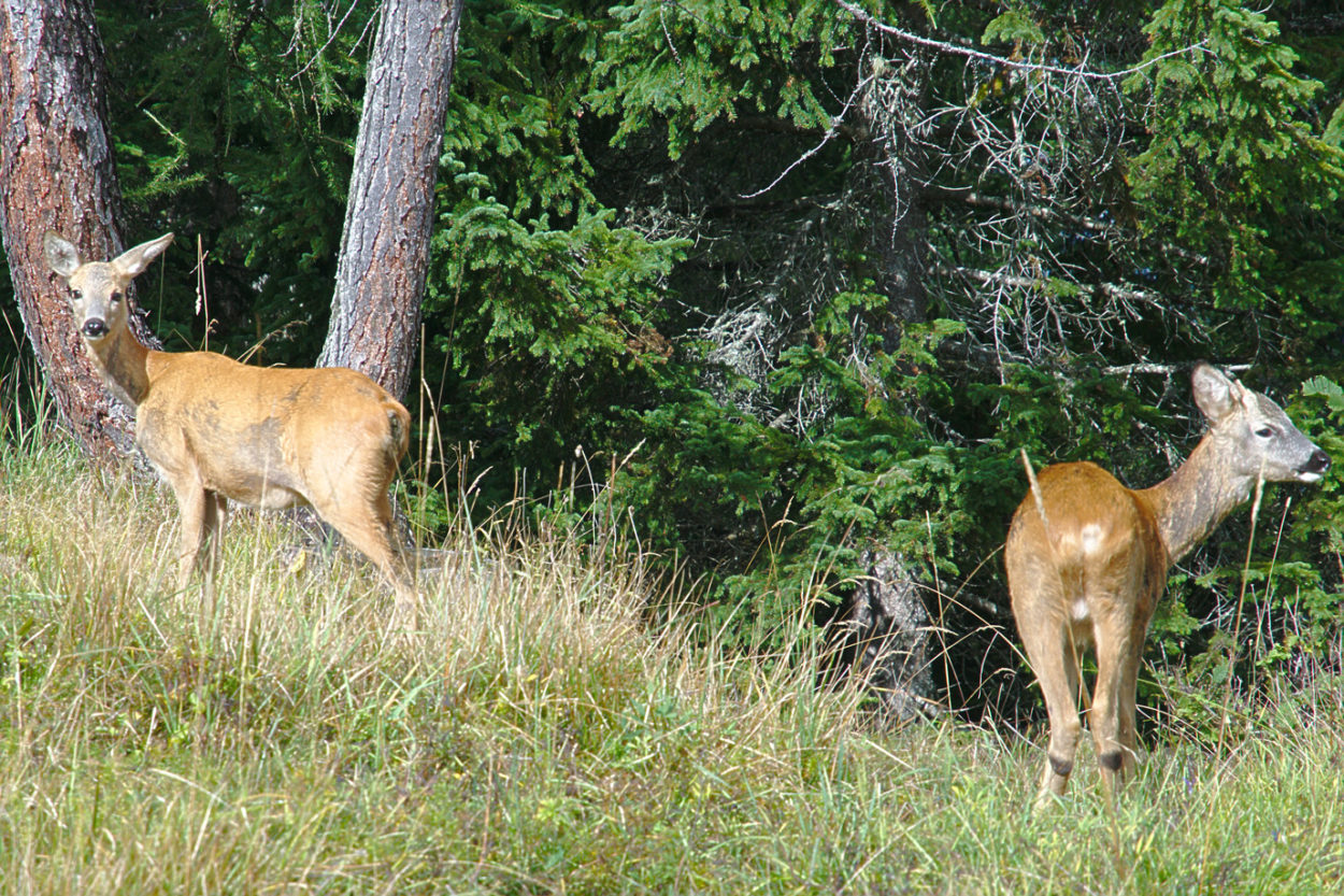 Zwei ziemlich zahme Gesellen am Waldrand. | Foto: Sabine Dettling