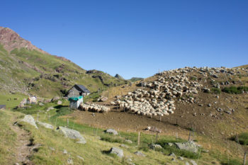 Im westlichen Teil des Gebirges werden Schafherden immer häufiger. | Foto: Arnold Zimprich
