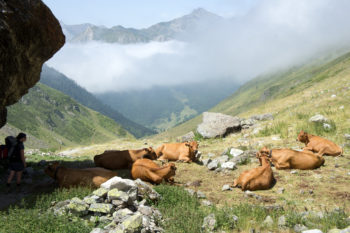 Tiere begleiten einen an der HRP auf Schritt und Tritt. | Foto: Arnold Zimprich