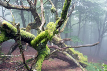 Nebelwald hinter dem Puerto de Ibañeta. | Foto: Arnold Zimprich