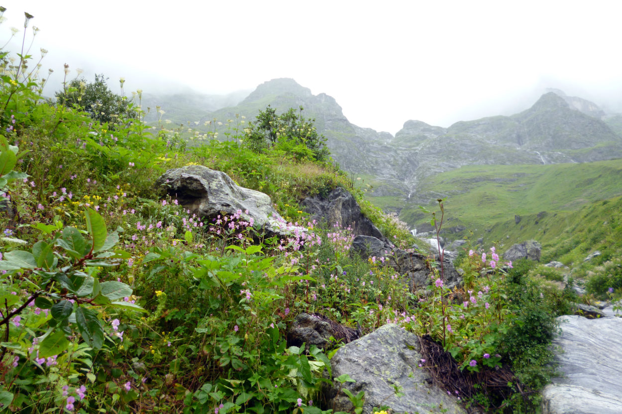 Blick auf das verborgene, nebenverhangene Valley of Flowers im Himalaya.