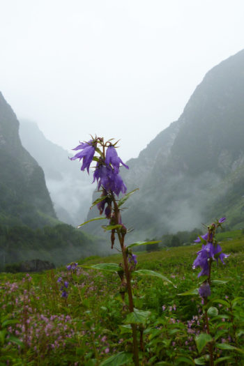 Glockenblumen im Valley of Flowers.
