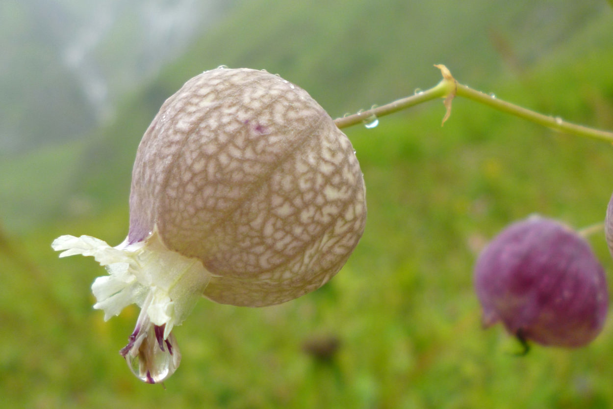 Nahaufnahme der Blume Taubenkopf.
