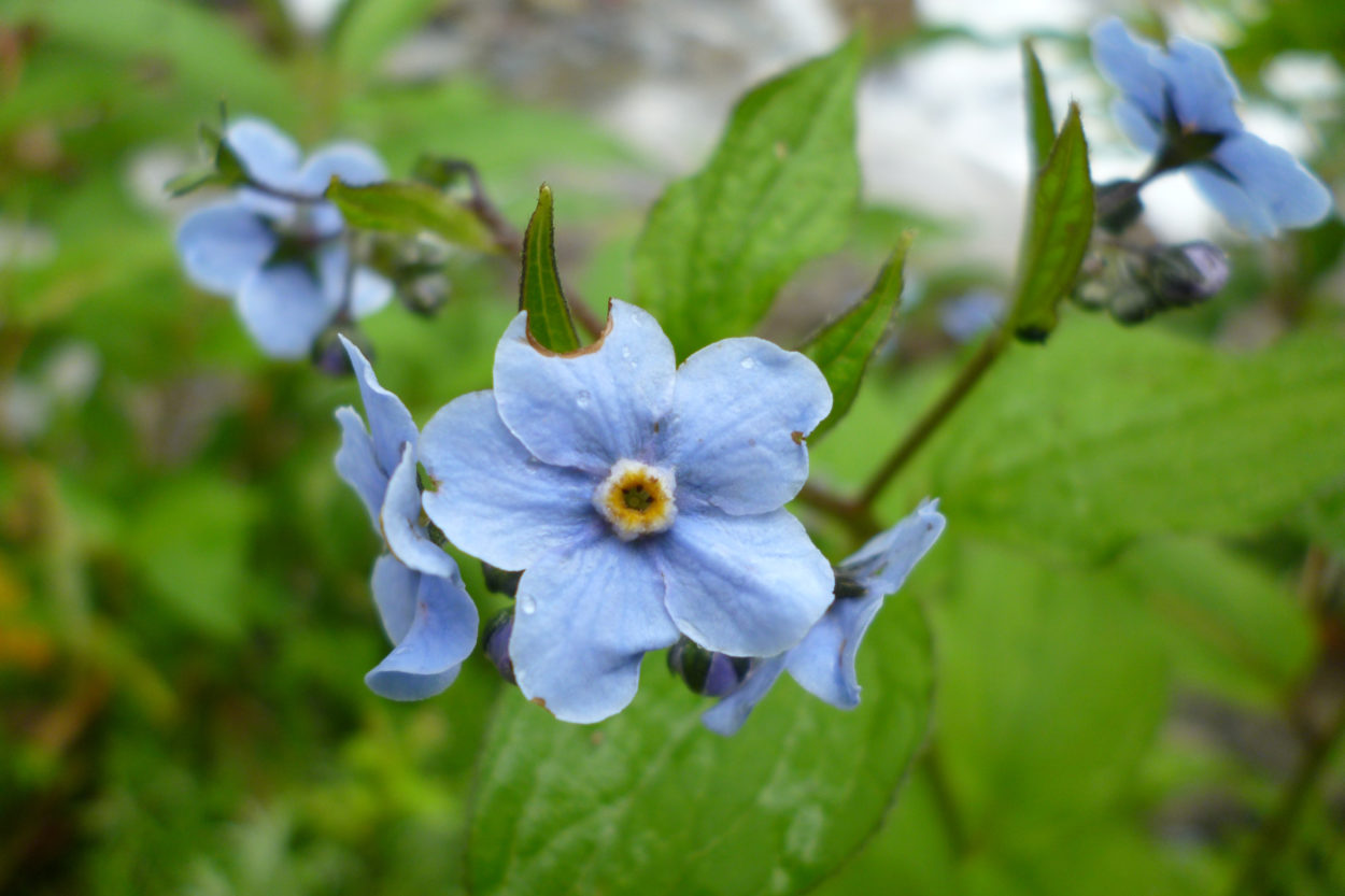 Blume Vergissmeinnicht in der Nahaufnahme.