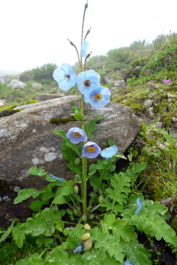 Der blaue Himalaya-Mohn