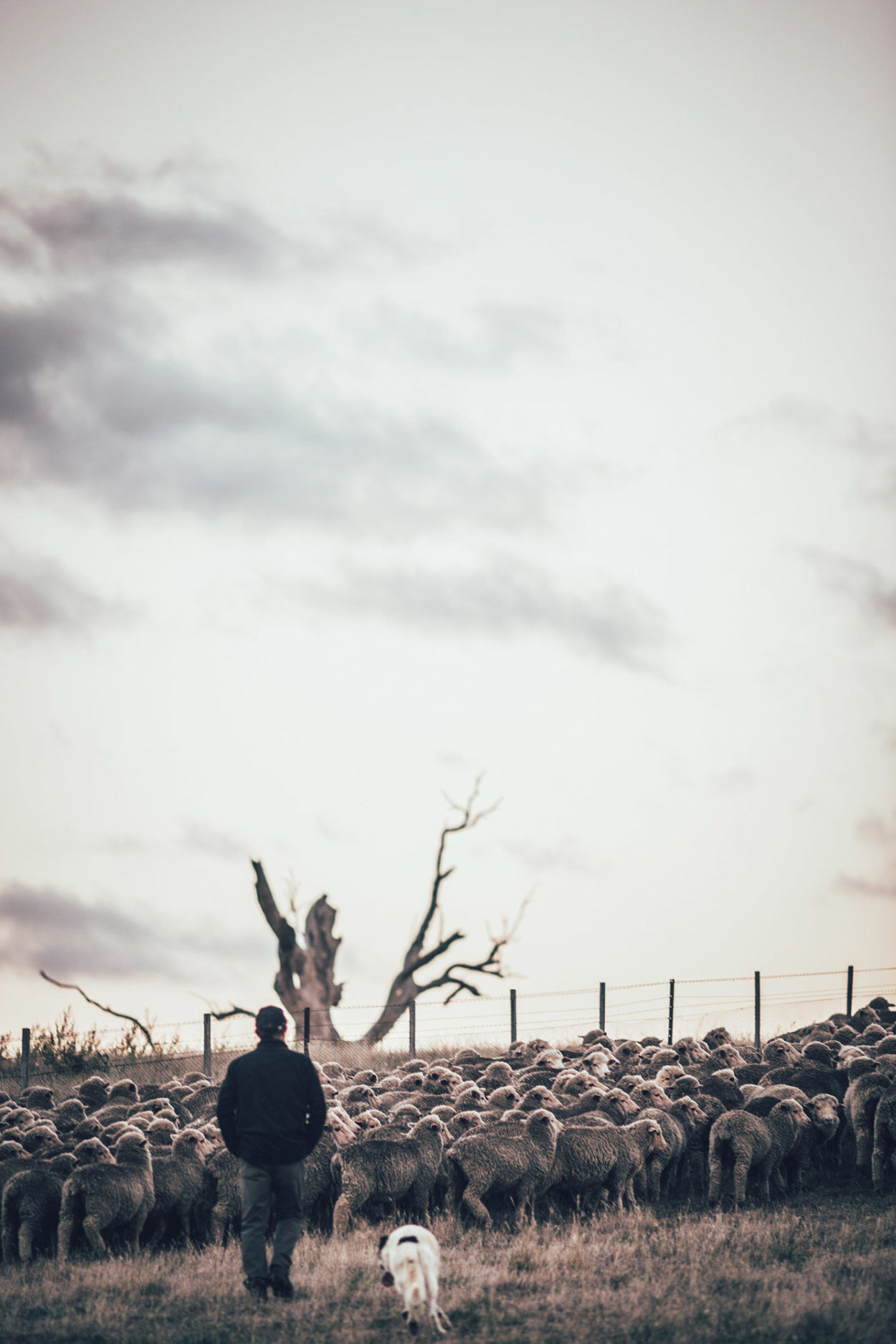 Sch&auml;fer mit H&uuml;tehund und tasmanischer Schafherde