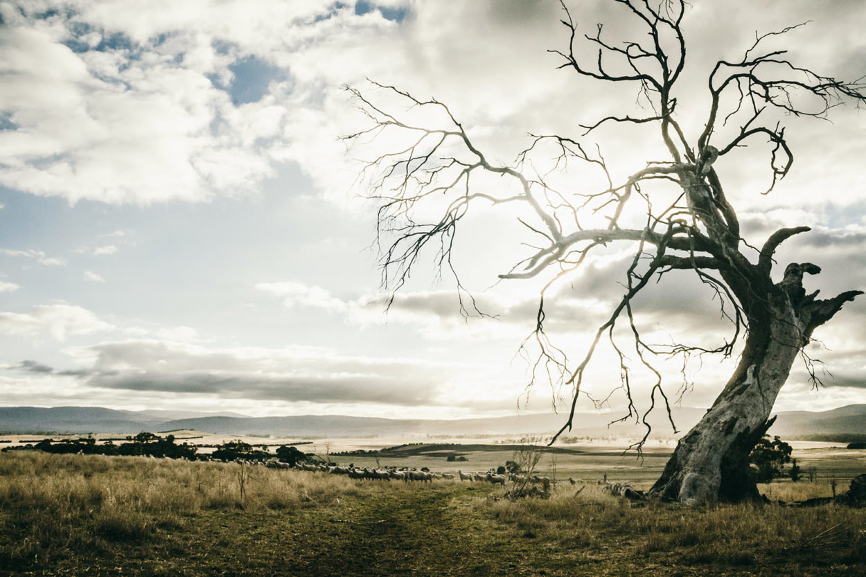 Tasmanische Weidelandschaft mit Baum