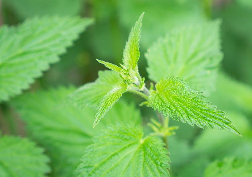 Wildkräuter bestimmen und sammeln Bergzeit Magazin